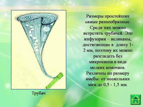 Нужно что-нибудь придумать на тему экскурсия в мир простейших что бы я смогла сделать презентацию.