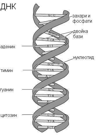 Сбиологией нужно строение днк и рнк