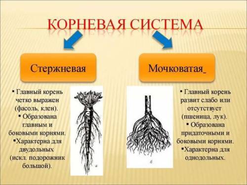 Лабораторная работа. стержневая и мочковатая корневые системы таблица сделайте