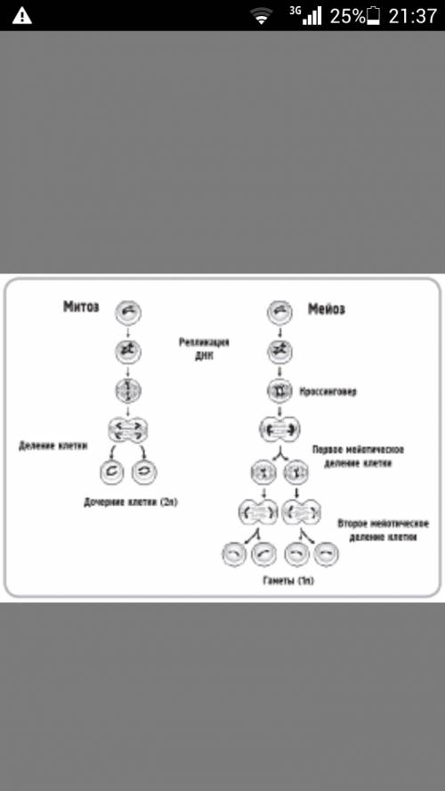 Схема митоза клеток для 2n=4? отправьте картинкой если можно