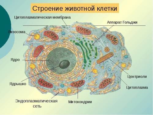 Рассмотреть грибной, бактериальной, растительной живой клетки зарисовать и подписать.