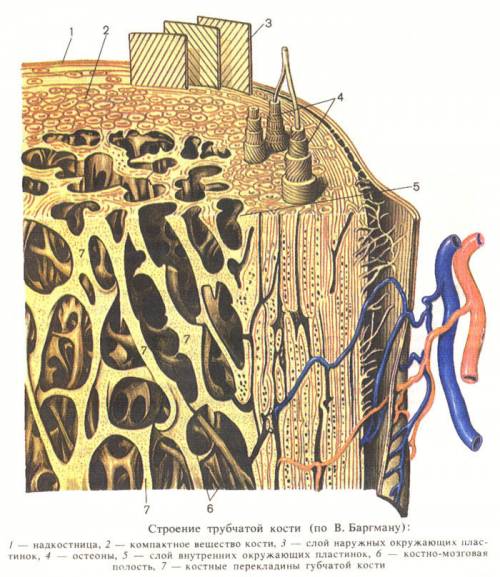 Объясните строение трубчатой кости. заранее ❤