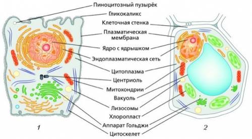 Основные внутренние части клетки буду дайте телефон и я вас по телефону*если хотите*