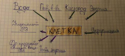 По биологии, схема связи клетки с окружающей средой. и указать на какие процессы идут в-ва обмена в-