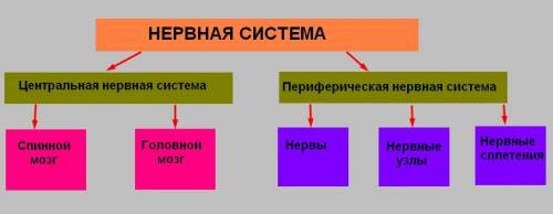 Заполните схему, правильно разместив в ней понятия. понятия: нервные сплетения, нервная система, гол