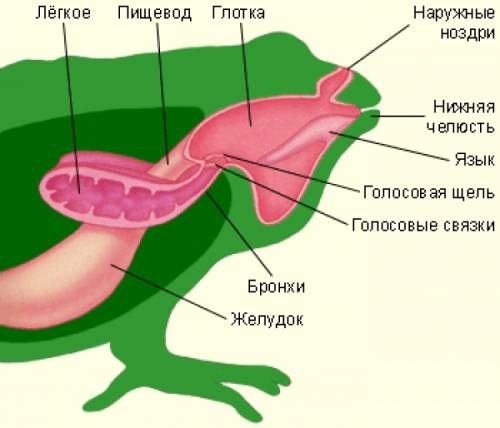 Странный, наверное, вопрос, но у лягушек есть бронхи? )