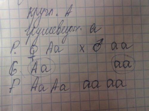 1) у томатов круглая форма плодов доминирует над грушевидной. каковы генотипы родительских форм, есл