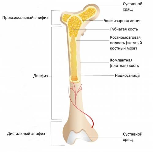 Внешнее и внутреннее строение кости