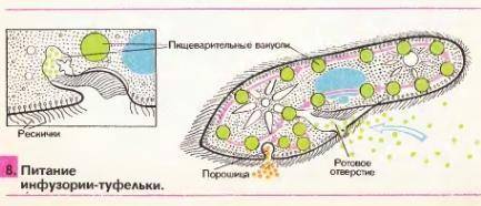 Сделай вывод об особенности строения инфузории туфельки мне не нужно из интернета целую биографию пр