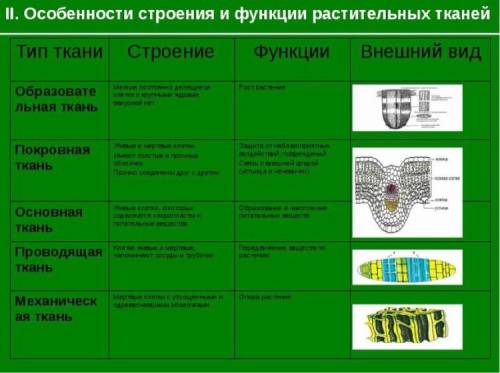 Наименование тканей растений, особенности и строение?