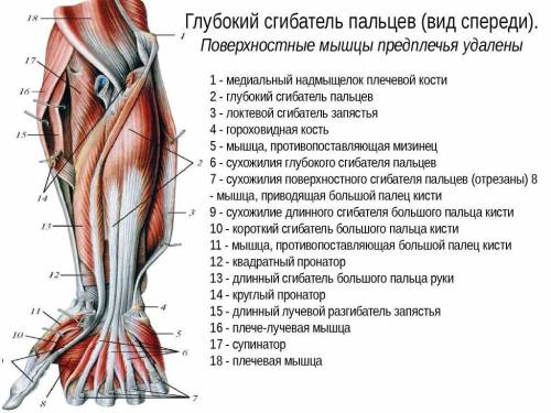 Почему мышцы пальцев рук находятся на предплечье, а не на кисти?