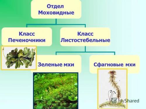 Представители отдела мохообразныене 1