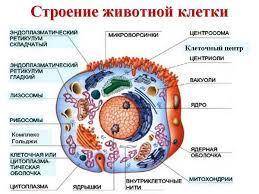 Как называются все органы клетки биология 7 ?