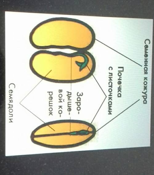 Зарисуйте семя и надпишите его ! побыстрее