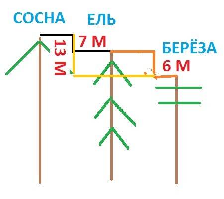 Ёлка ниже сосны на 7м,но выше берёзы на 6м.что выше сосна или берёза и на сколько метров?