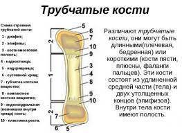 Нужно нарисовать строение трубчатой кости.