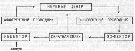 Начертите схему рефлекторной дуги глотательного рефлекса надо