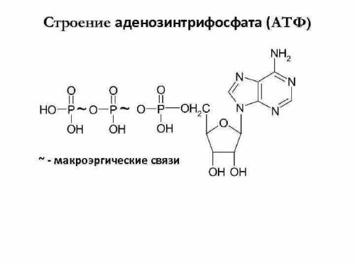 Связь между остатками фосфорных кислот в молекуле атф называется: а) ионная б) водородная в) пептидн