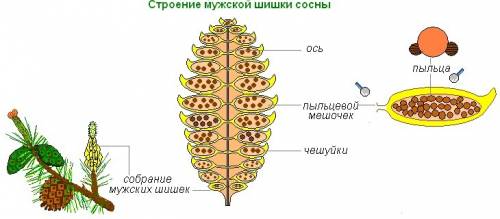 Опишите внешний вид мужских шишек . сделайте рисунок