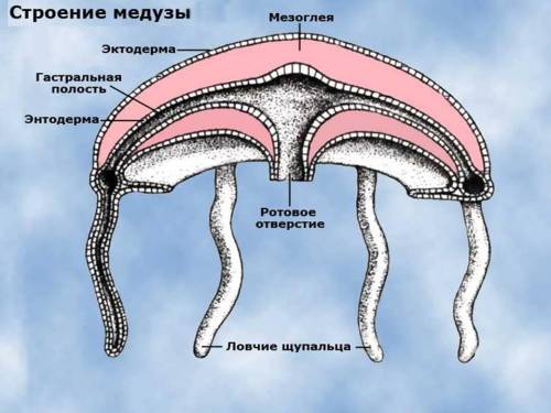 Класс сцифоидные 1)питание 2)размножение3)выделение 4)пережвижение 5)строение 6) дыхание