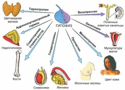 Фізіологи часто називають гіпофіз диригентом оркестру гормонів. чому виникла така назва?