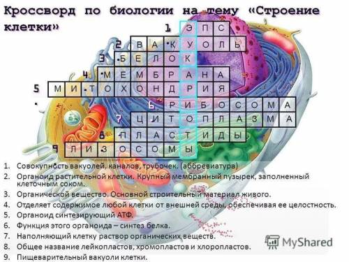 Кроссворд на тему: строение и функции клеток