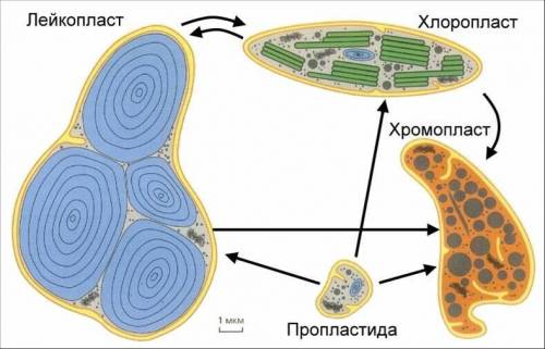 За якими характерними ознаками можна впізнати на рисунку рослинну клітину