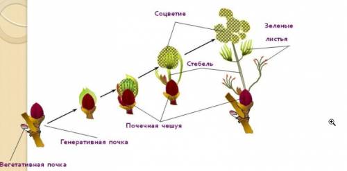Этапы развития почек растения завтра в школу а я не сделала