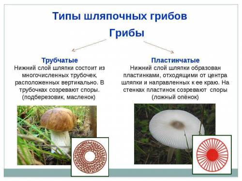 Строение нижней части шляпки трубчатого гриба