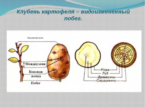 Разрежте клубень картофеля поперёк и сделайте тонкий срез 3-4 мм. рассмотрите на свет. найдите в нём