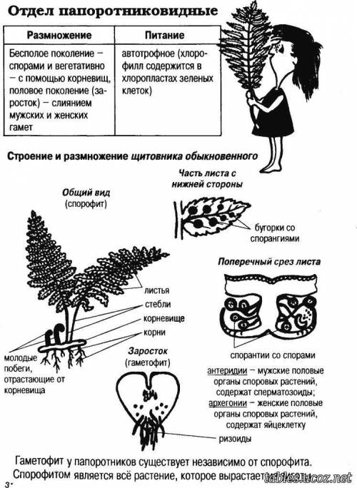 Мне надо сделать типа найти информация о строение и размножение папоротников, с сайта взять где-то и