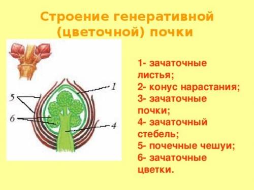 Изучи цветочную почку.найди её составные части (разрезав почку вдоль.) )