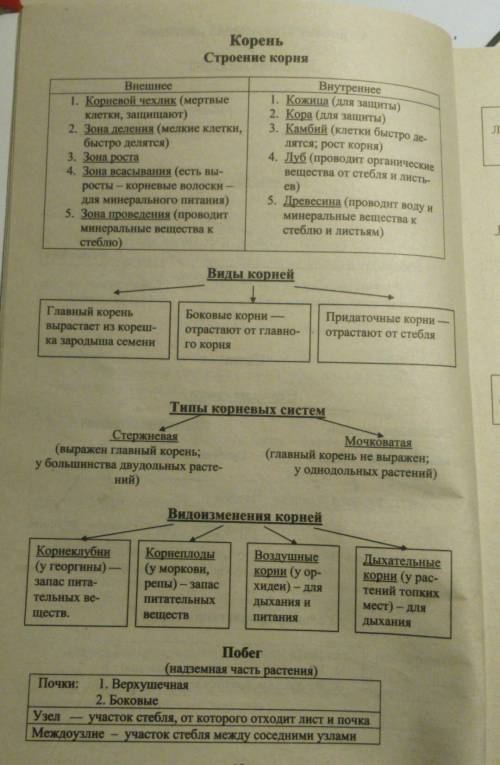 Используя ресурсы интернета подготовьте сообщение о видоизменениях корней