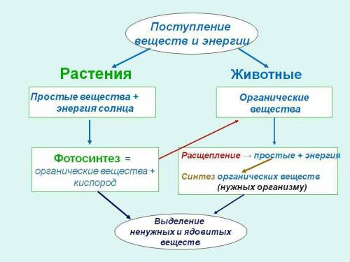 Сравните транспорт веществ у растений и высших животных