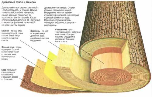 Назовите виды тканей в слоях древесины.
