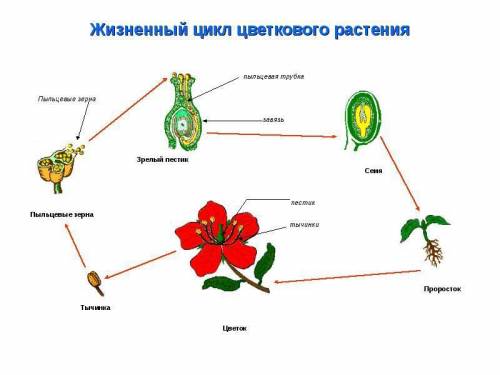 Как нарисовать жизненный цикл цветковых растений