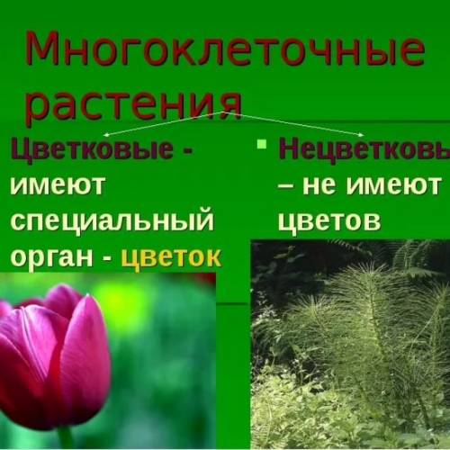 Сообщение о многоклеточных растениях 10