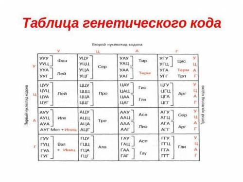 Скиньте таблицу генетического кода почку и плюс стипендию половину