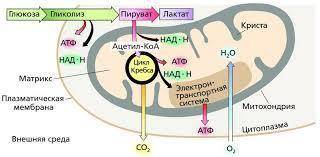 Врезультате клеточного дыхания образуется и