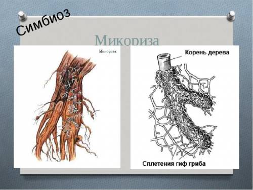 Охарактеризуйте функцию гриба в микоризе.можно ли её назвать паразитической (развернутый ответ)