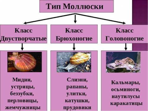 Вчём отличие двухстворчатые моллюски и брюхоногие