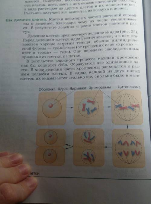 Функция ядрышка в клетке биология 5 класс