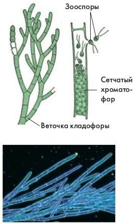 Биология. фото строений клеток спирогиры и кладофоры при малом увелечении микроскопа и при большом.
