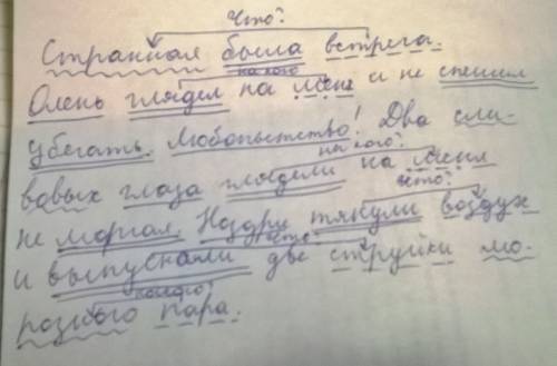 Странная была встреча. олень глядел на меня и не спешил убегать.любопытство! два сливовых глаза гляд