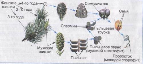 Форма чешуек женской и мужской шишек