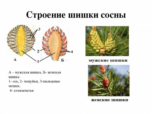 Форма чешуек женской и мужской шишек