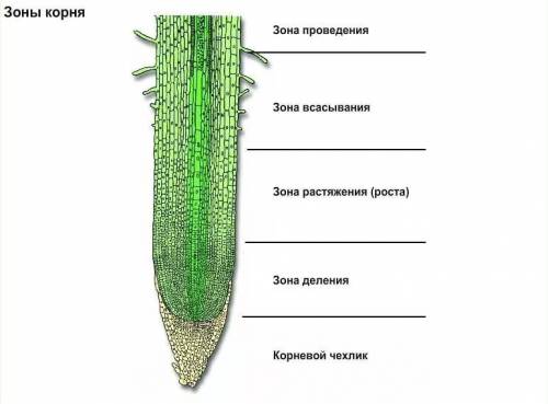 Зона в которой за счет размножения клеток осуществляется рост корня в длину а) проводящая зона б) ко