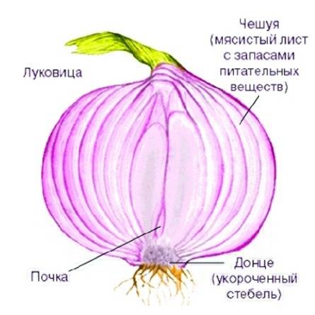 На основании каких особенностей внешнего и внутреннего строения корневище, клубень и луковицу относя