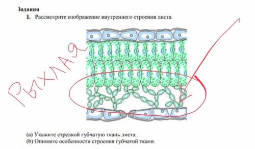 Рассмотрите изображение внутреннего строения листа, укажите строение губчатой ткани листа, опишите о