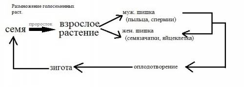 1.как размножаются голосеменные? 2.как размножаются покрытосеменные? 3.назовите и охарактеризуйте ос